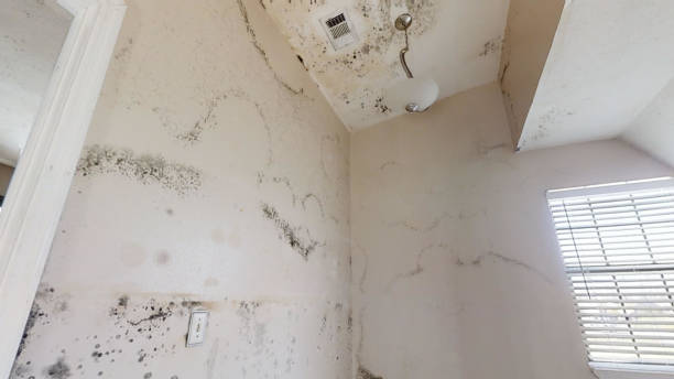 Mold Remediation for Rental Properties in China, TX