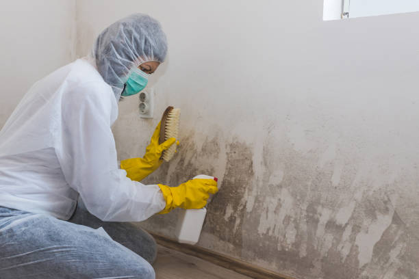 Best Mold Odor Removal Services  in China, TX