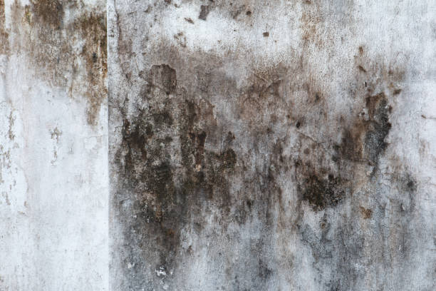 Biohazard Mold Removal in China, TX