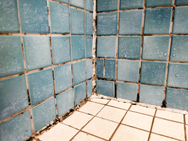 Best Emergency Mold Remediation  in China, TX