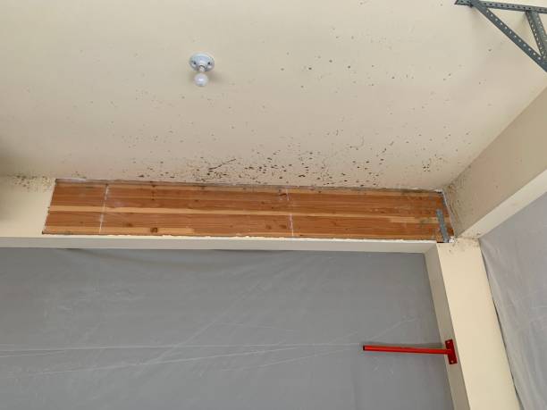 Best Air Quality Testing for Mold Spores  in China, TX