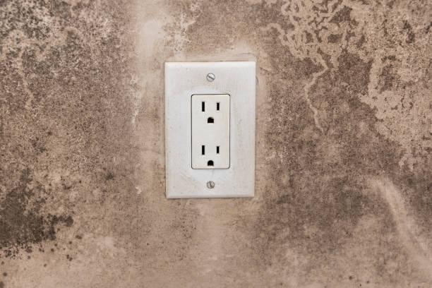 Best Black Mold Removal  in China, TX