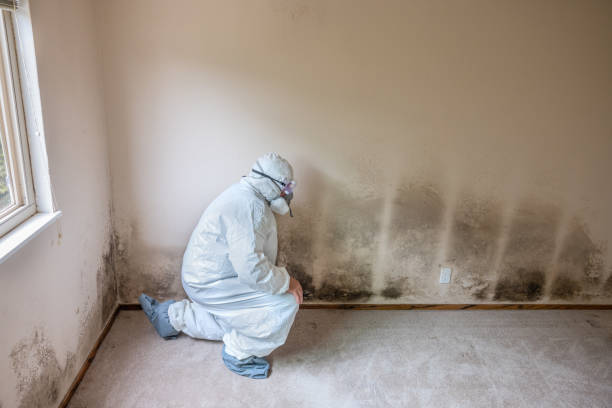 Best Forensic Mold Investigation  in China, TX