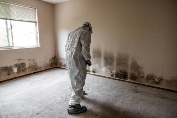 Best HVAC Mold Inspection and Cleaning  in China, TX