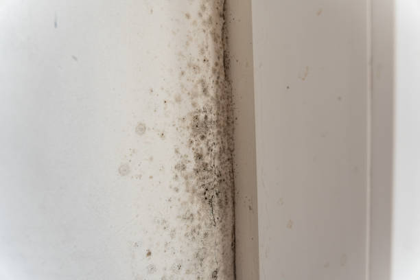 Best Crawl Space Mold Remediation  in China, TX