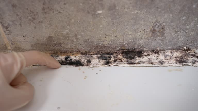 Best Asbestos and Lead Testing During Mold Inspection  in China, TX